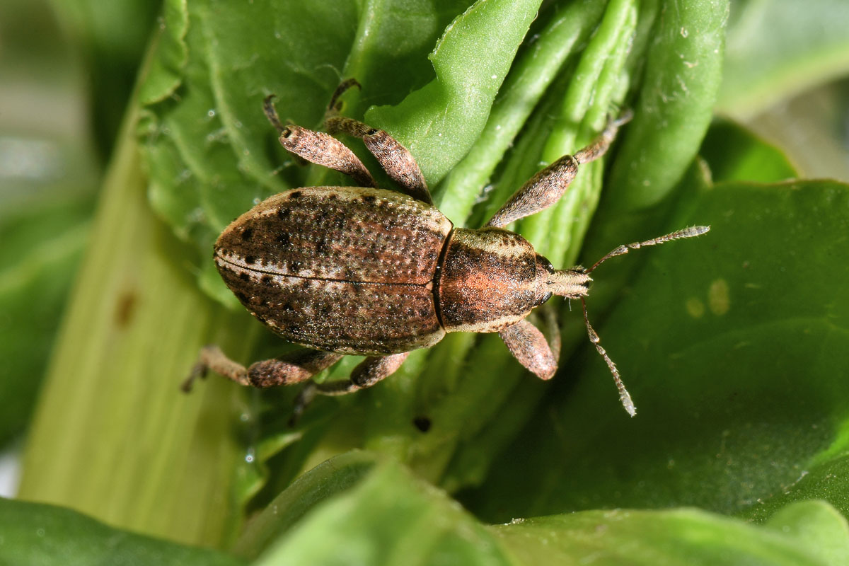 Curculionidae: Donus philanthus? S !